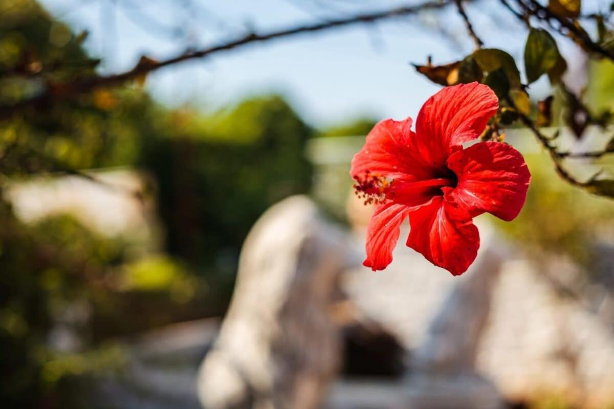 Mani'S Garden Paradise - Elia Secluded Retreat Stoúpa Exterior photo